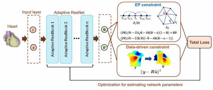 PINN for ECG Signal Denoising